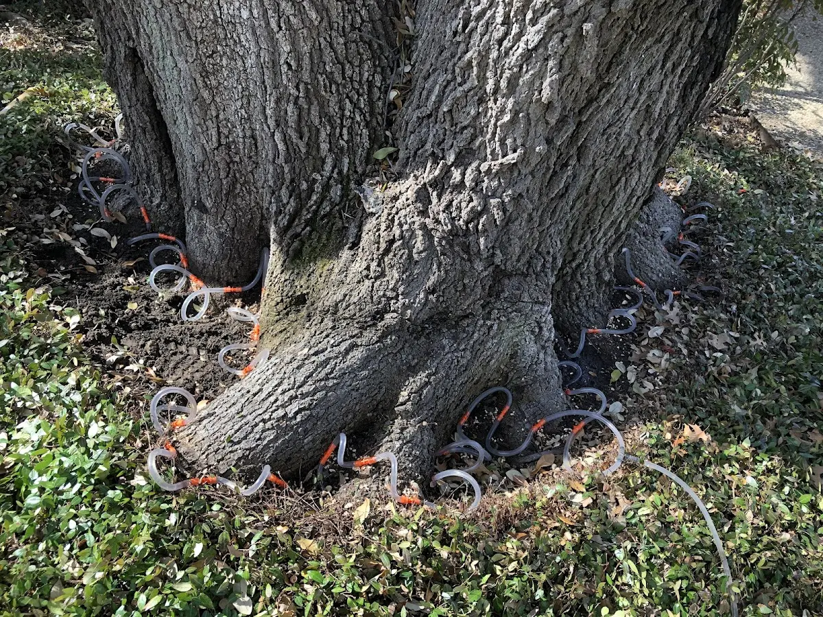 Detailed Tree Cabling and Bracing job site in Spring House