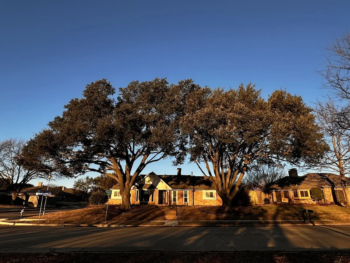 Established residential canopy tree shading a home in Spring House